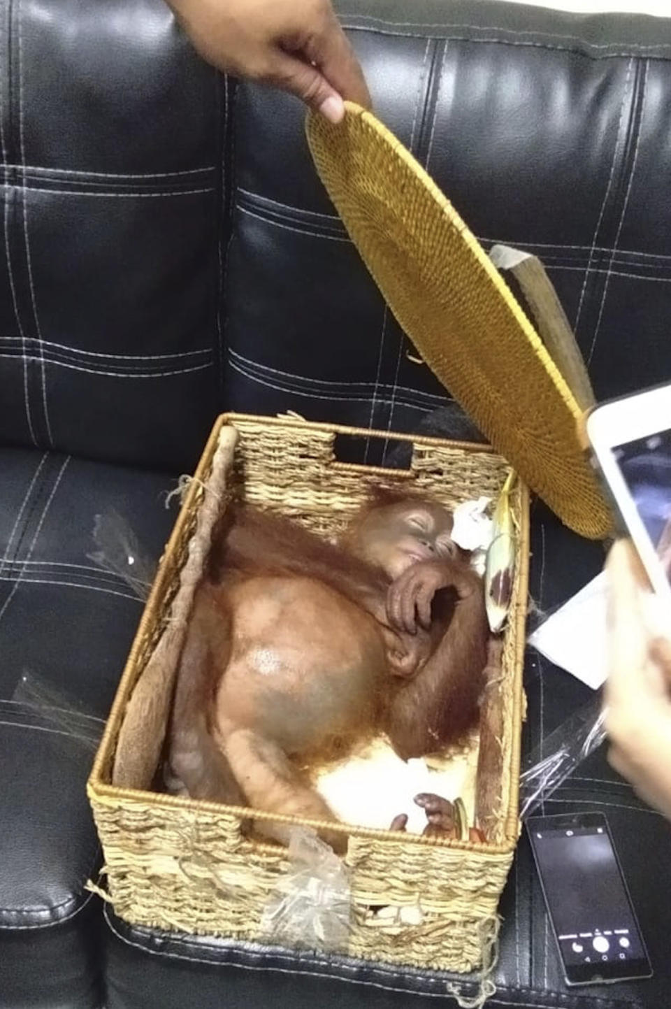 The orangutan was found asleep inside a rattan basket in Zhestkov's suitcase, the officials&nbsp;said. (Photo: Associated Press)