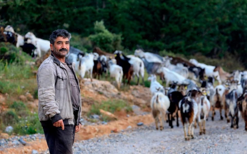 A Turkish-Cypriot shepherd with his goats in the northern breakaway part of Cyprus  - EMILY IRVING-SWIFT /AFP