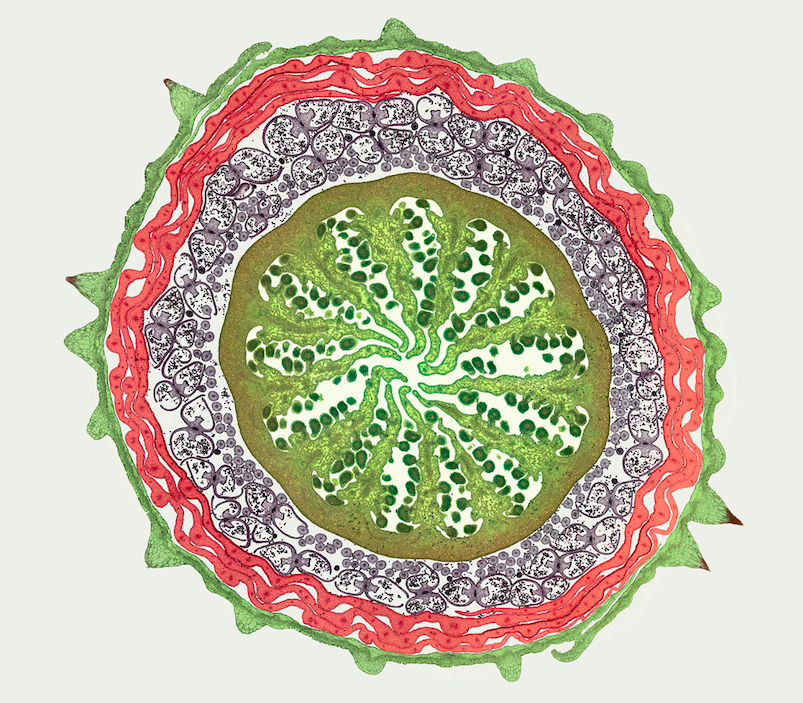 Cross-Section Of A Poppy