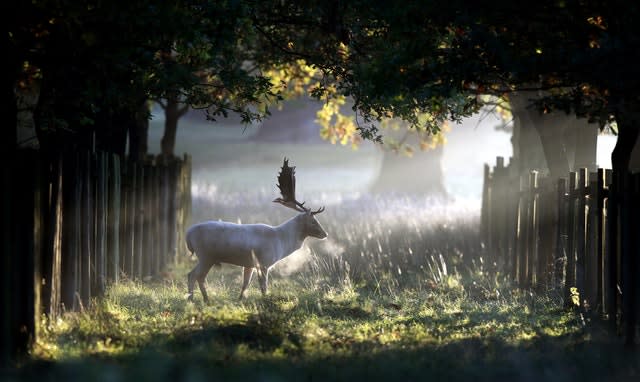 Dunham Massey