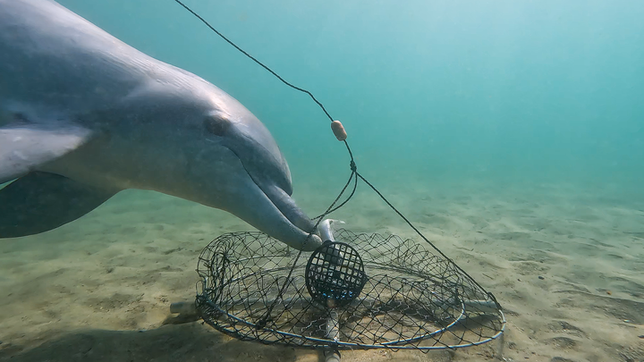  Dolphin trying to take crab bait from the center of a net laid on the sandy bottom of the shallow seafloor. 