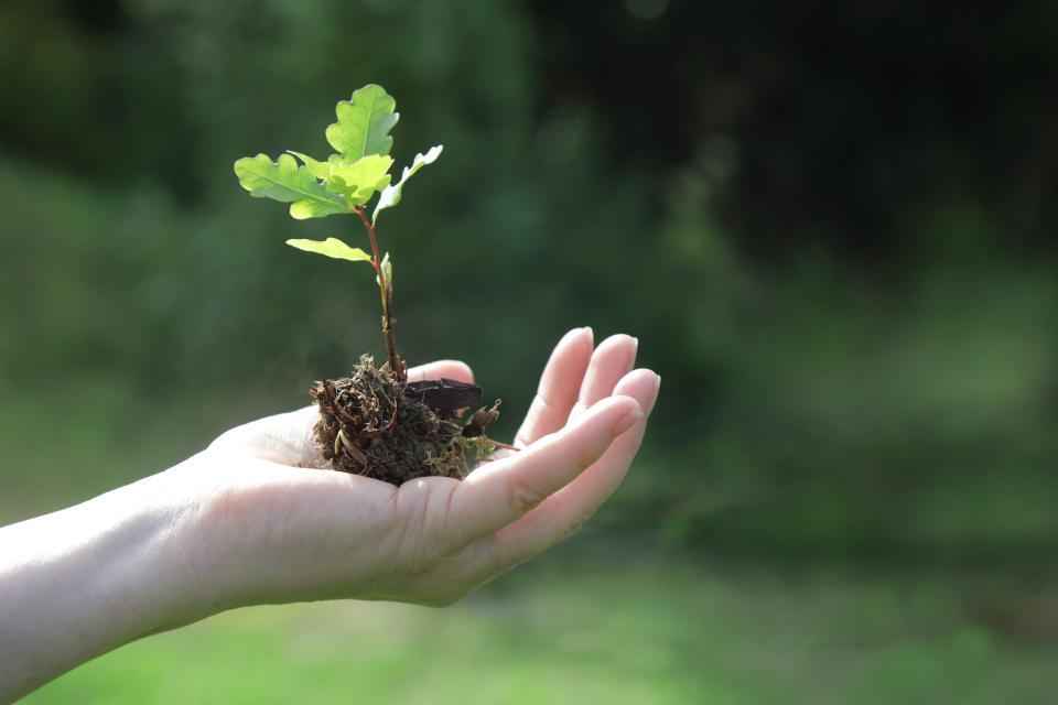 Hand holding oak tree seedling