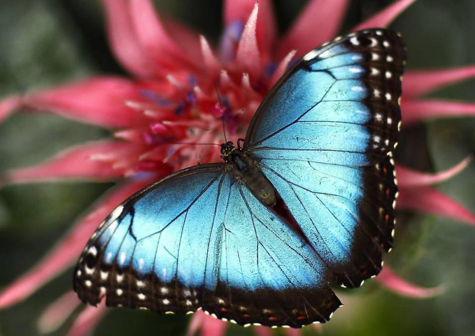 Powell Gardens’ annual Festival of Butterflies returns in August.