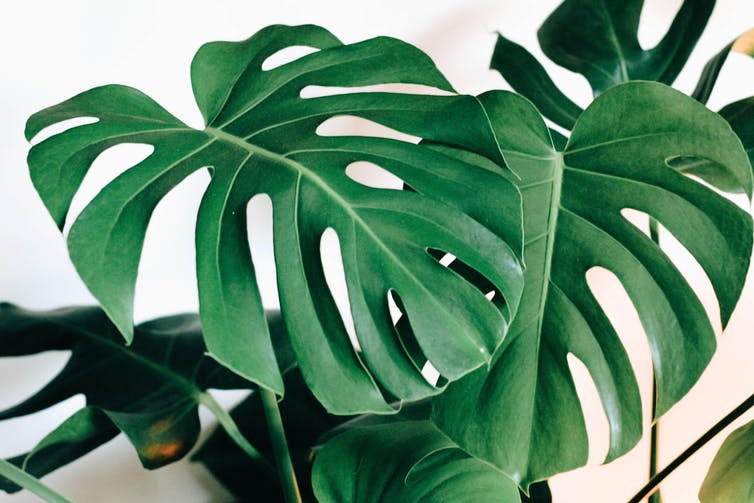 A large-leafed house plant with frilled edges.