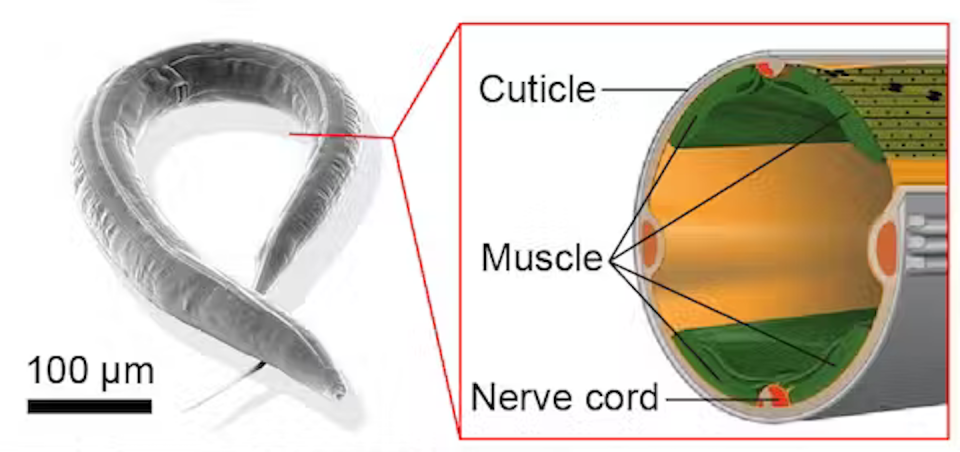 A diagram showing a gray worm with a window showing the inside of the worm's body, which has two bands of muscle on the left and right side, cuticle on the top and nerve cord on the bottom, top and sides.