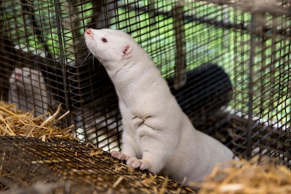 A mink looks out of its cage at a Demark estate in this file photo. All minks at the estate had to be culled due to a government order on Nov. 7, 2020 to slow the spread of coronavirus.