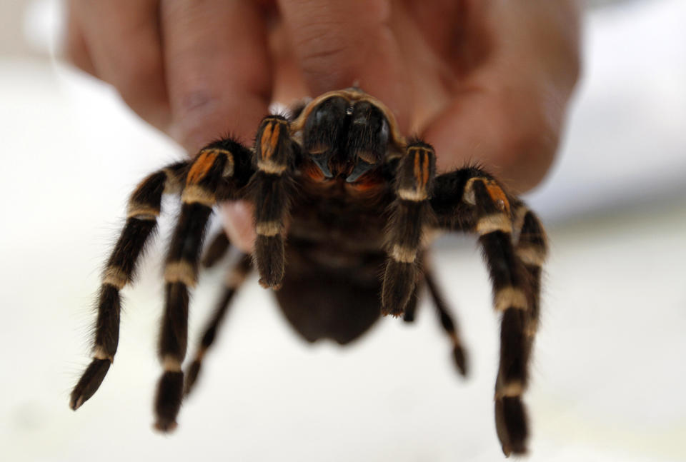 <p>A veterinarian holds a Mexican Tarantula, which had been rescued with other animals while being trafficked illegally, at the Federal Wildlife Conservation Center on the outskirts of Mexico City May 20, 2011. According to Mexico’s Federal Wildlife Conservation Department, at least 2,500 different animals are rescued annually in the country, 70 percent from illegal animal trafficking within and outside the country and 30 percent from domestic captivity. (Photo: Carlos Jasso/Reuters) </p>