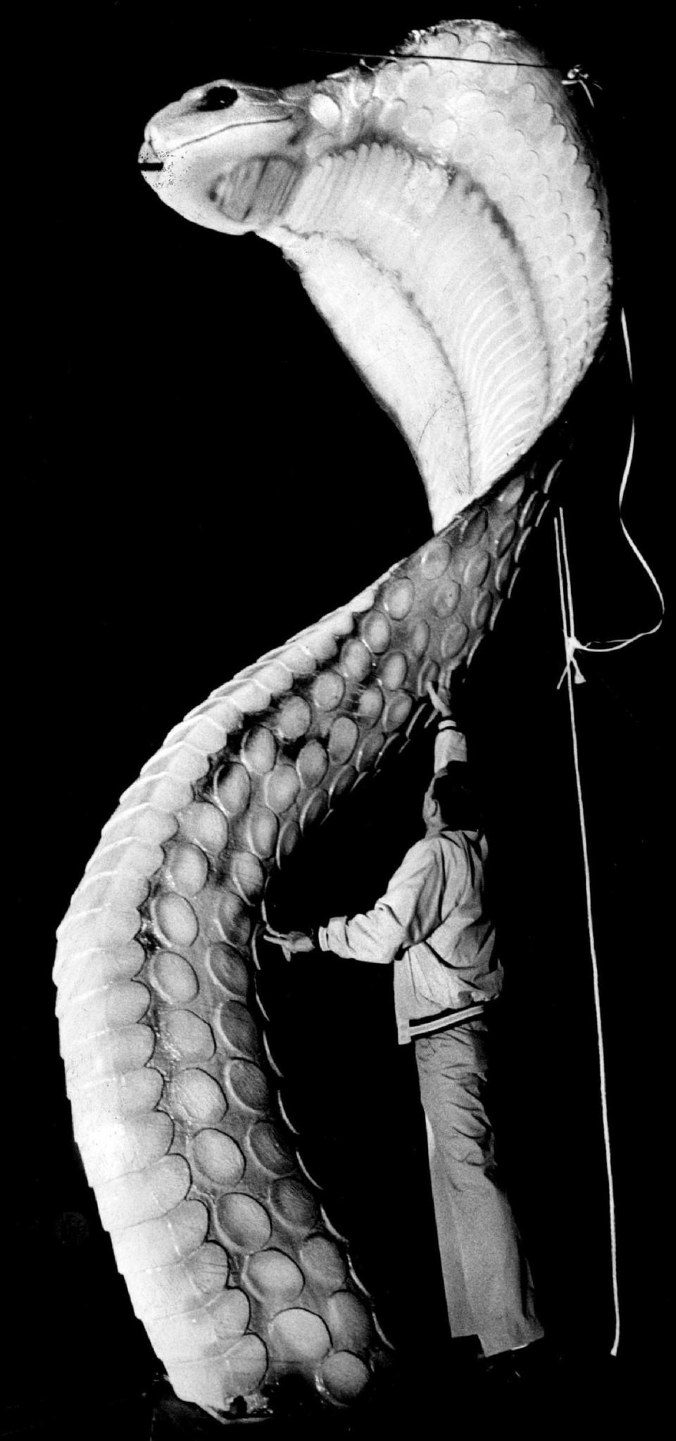 Manuel Iglesas, head Custonian at south Miami high school, inspects the school’s new fiber glass cobra mascot after it was unveued Wednesday night. Brian Smith/Miami Herald File