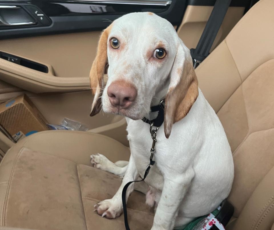 Geddy, Dave Aronberg and Sasha Kraver’s 2-year-old beagle, has a heart marking on his ear, which they think may be a sign from their recently deceased dog, Cookie.