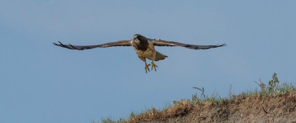 Swainson’s hawks nest across the western United States and Canada, according to the University of Minnesota. 