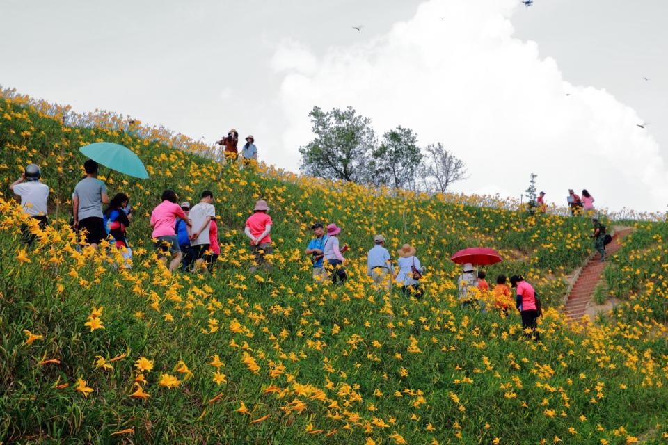 影 花壇鄉虎山岩旁金針花海爆紅志工遭控告竊盜