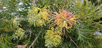 This undated photo provided by Star Roses and Plants shows a Peaches and Cream Grevillea shrub. Nurseries and garden centers are expected to stock a plethora of similarly colored plants now that Pantone has named Peach Fuzz as its 2024 color of the year. (Star Roses and Plants via AP)