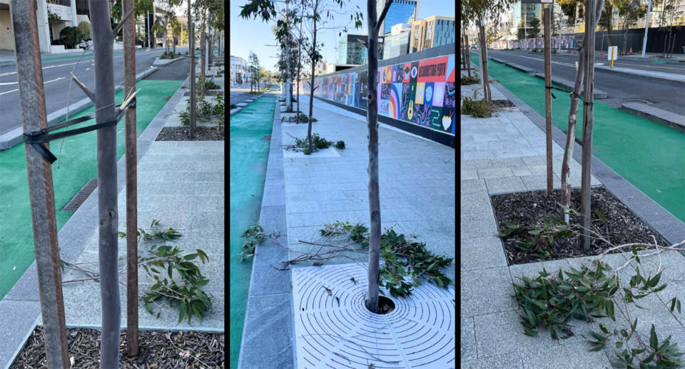 Three side-by-side photos show the ground littered with branches after the destruction.