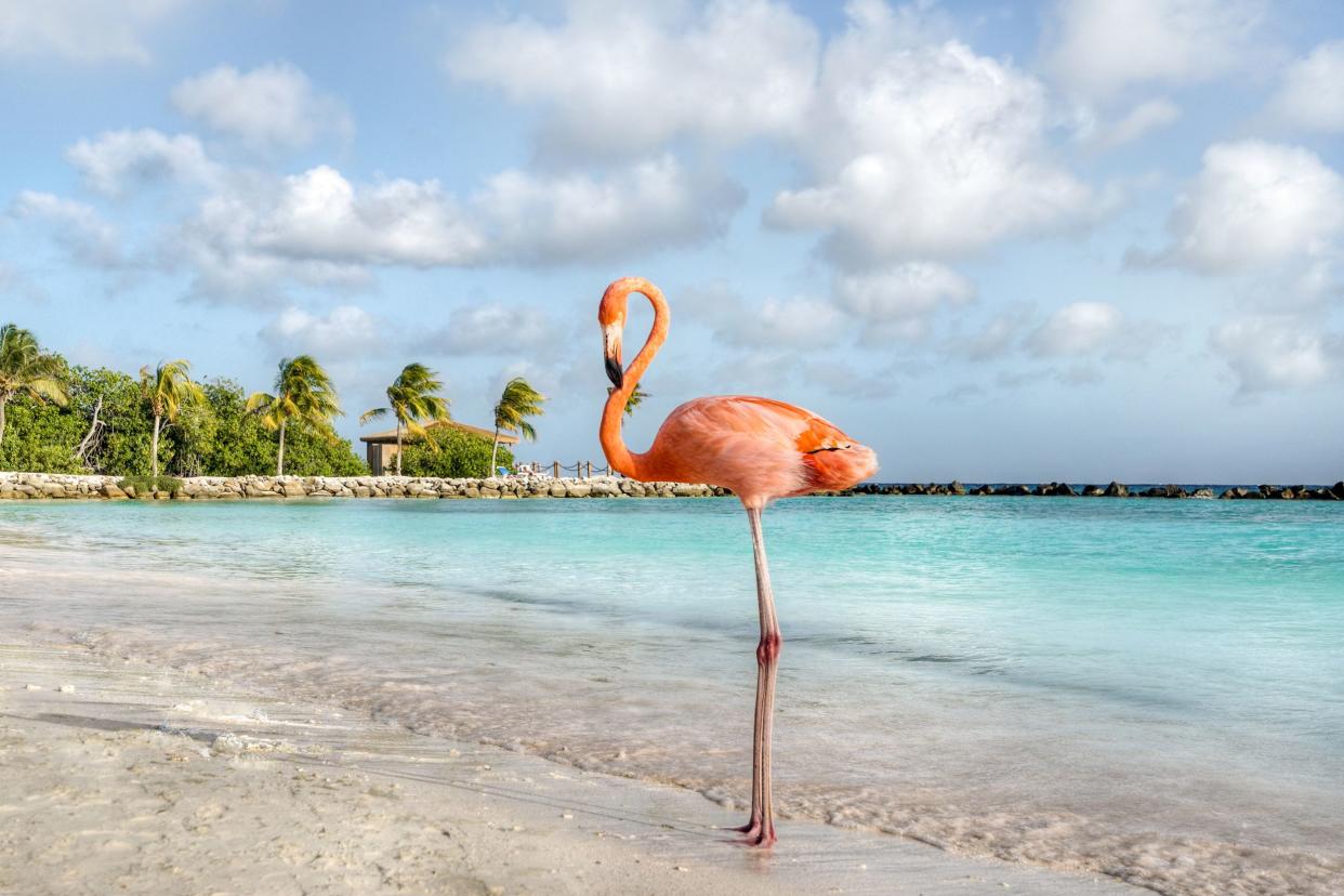 flamingo on the beach, Aruba