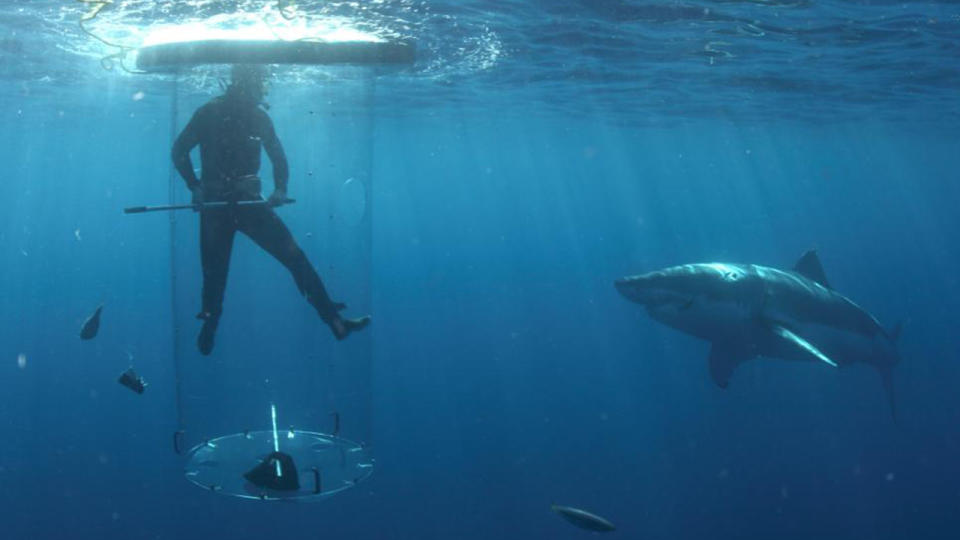 Diver is a shark cage with a shark swimming nearby - Shark Week 2023