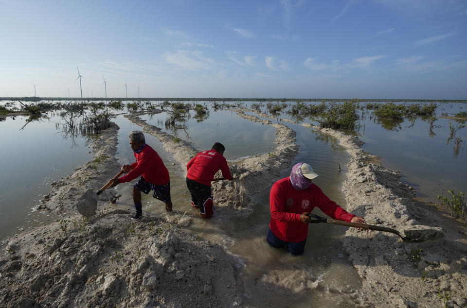 Fishermen dig canals in order for fresh and salt water to mingle, as part of a mangrove restoration project near Dzilam de Bravo, in Mexico’s Yucatan Peninsula, Saturday, Oct. 9, 2021. Their work is supported by academics and donations to environmental groups, and government funds help train villagers to organize their efforts. (AP Photo/Eduardo Verdugo)