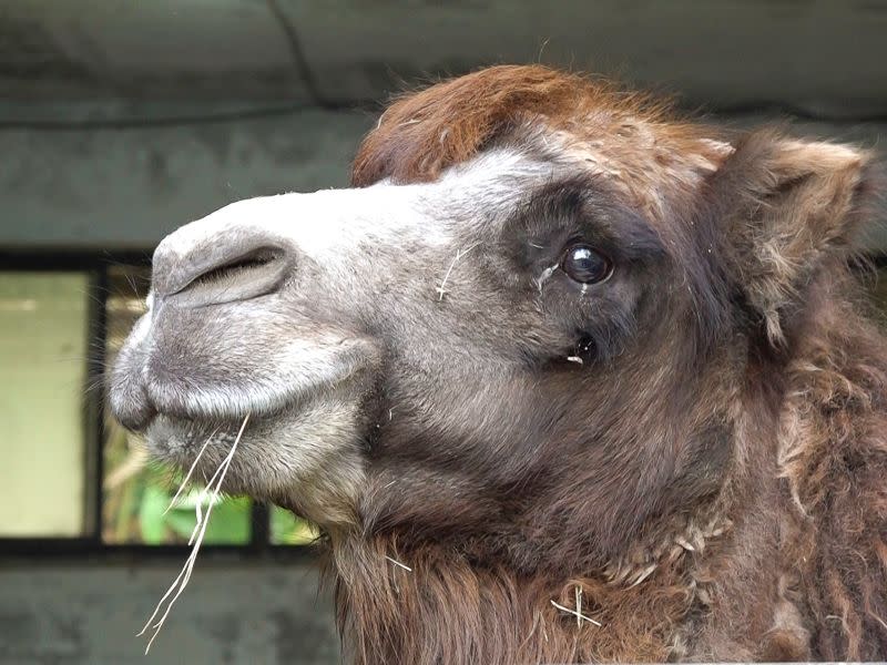 ▲媽媽梅煙：煙子你長大了，獨立生活要加油哦！（圖／臺北市立動物園授權提供）