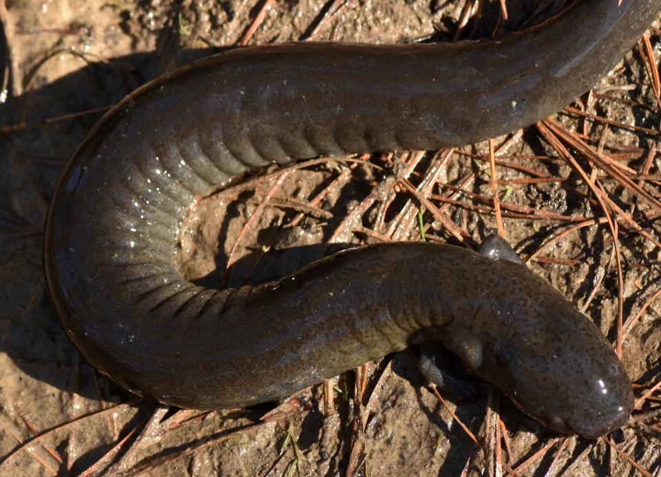 The greater siren, a giant salamander of the Southeast, has many ecological secrets.