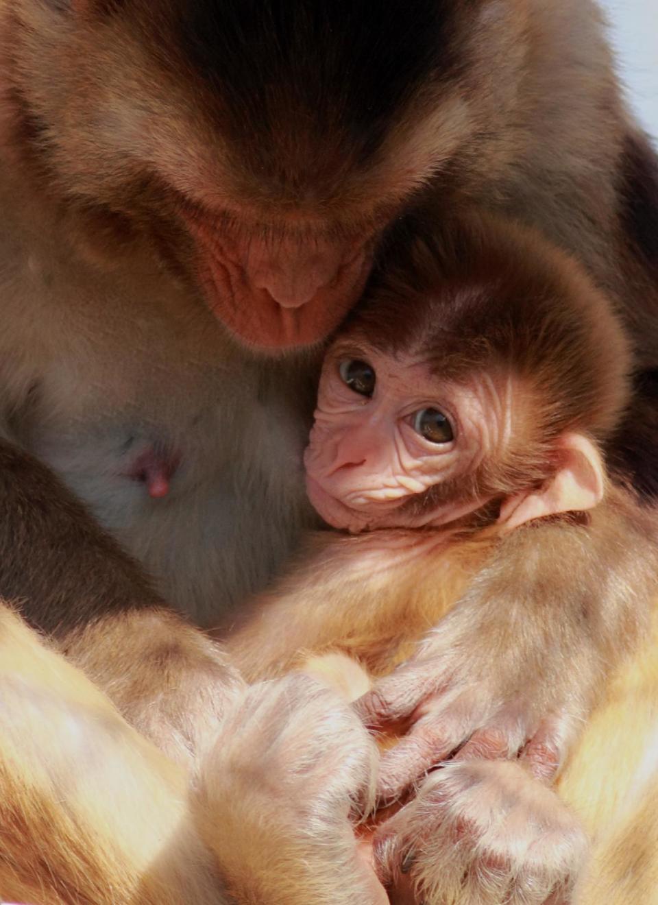 This photo provided by the California National Primate Research Center shows a nursing rhesus macaque monkey in 2013. In a study of hundreds of milk samples, researcher Katie Hinde of Harvard University found that nursing rhesus macaque monkeys made different milk for daughters versus sons. Scientific insights to mother’s milk might someday help doctors provide better advice to nursing mothers, or suggest ways to improve infant formula. The studies raise questions for human babies, too, about how to choose the donor milk that's used for hospitalized preemies, or whether to explore gender-specific infant formula. (AP Photo/California National Primate Research Center, Kathy West)