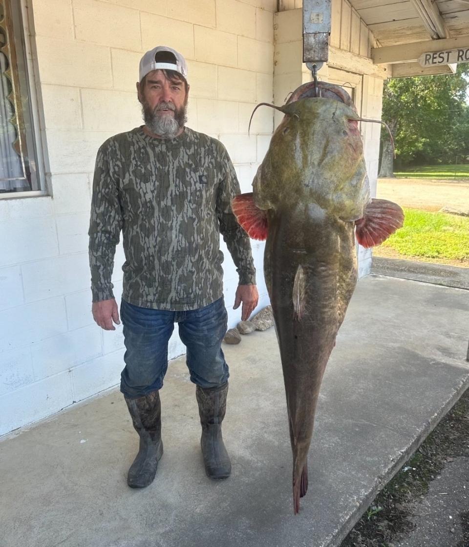 A man with a beard, wearing a camouflage shirt, jeans, boots, and a backwards cap, stands next to a very large catfish hanging from a scale