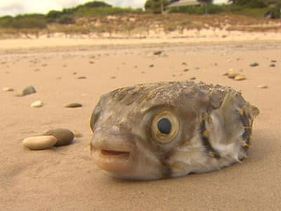 <p>Growing concerns over dead fish</p>