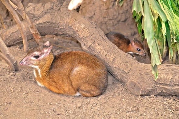 baby-deer-size-of-hamster-born-spanish-zoo