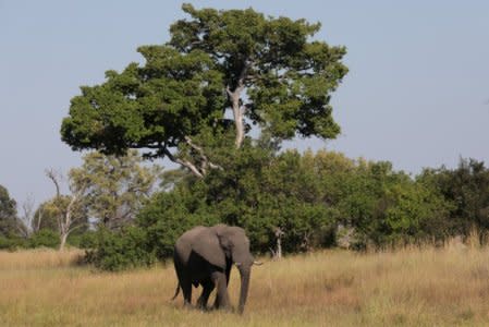 FILE PHOTO: A young bull elephant is seen in the Okavango Delta, Botswana, April 25, 2018. Picture taken April 25, 2018. REUTERS/Mike Hutchings/File Photo