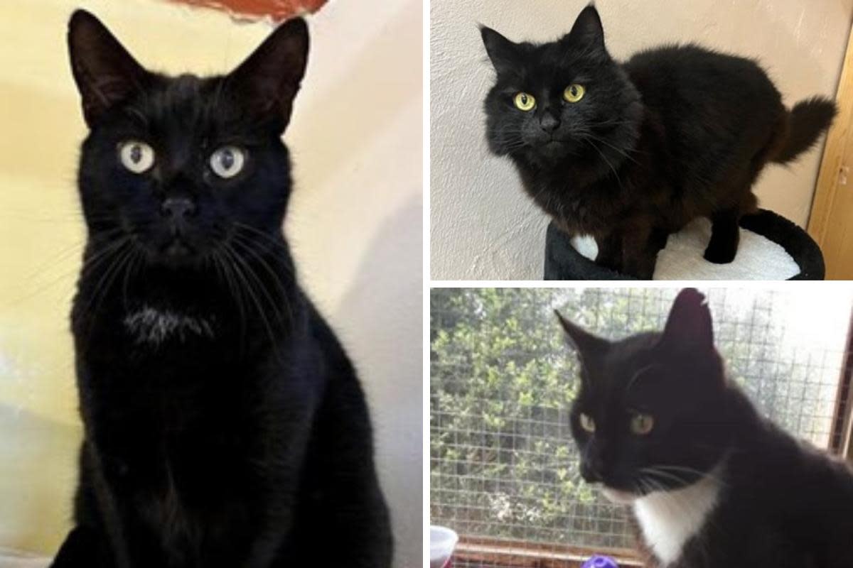 Three senior cats CJ, Cosmo (Mo) and Maverick are all looking for their forever homes <i>(Image: Stroud Cats Protection)</i>