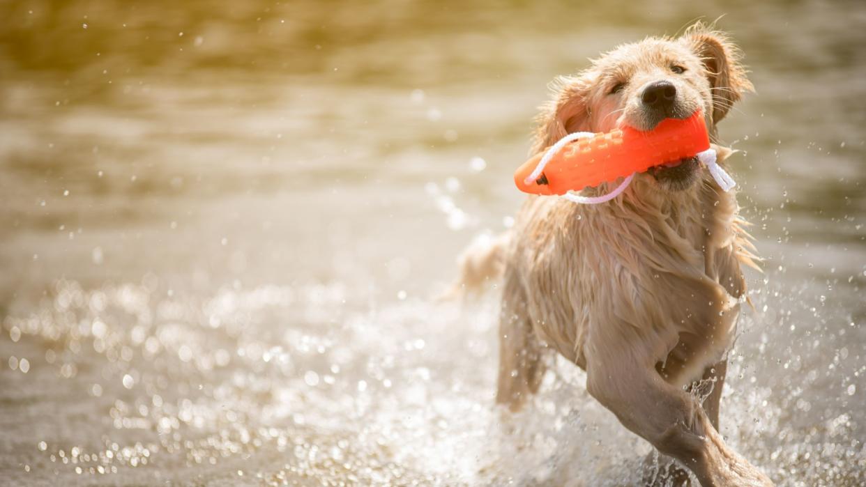 Dog plays with toy at beach