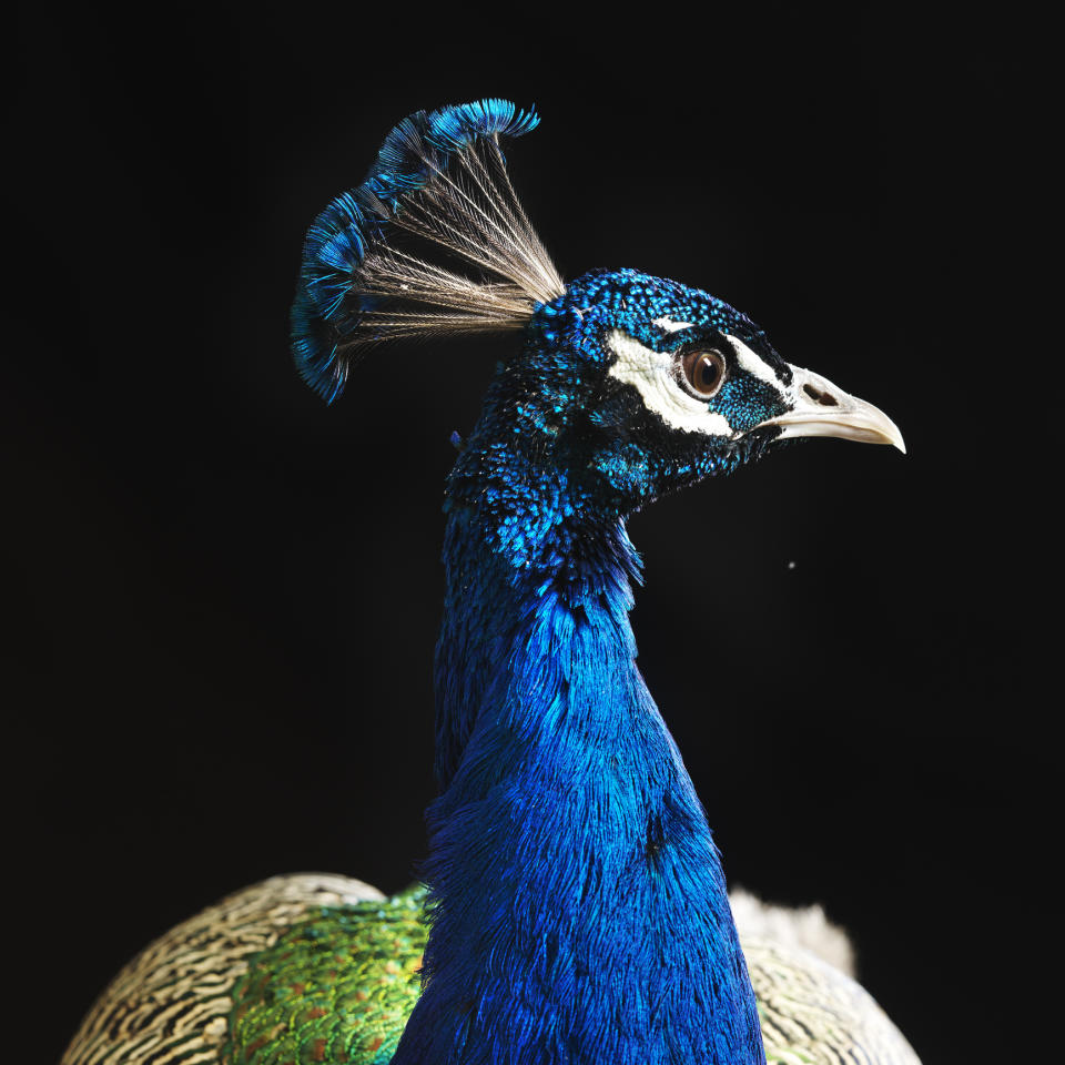 Close-up of a peacock with its head turned to the side, crest visible
