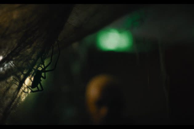 Vermin,' a Horror Movie with Real Spiders, Boarded by Charades