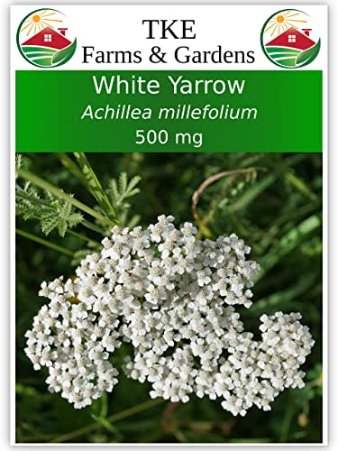 TKE Farms - White Yarrow Seeds for Planting, 500 milligrams ~ 3000 Seeds, Achillea millefolium