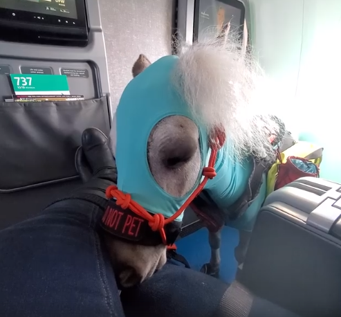 Fred the miniature service horse took his first flight: Facebook.com/fredminiservicehorse