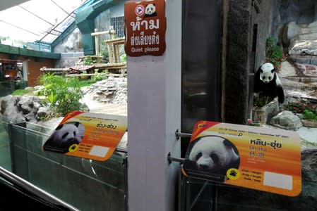 Lin Hui is pictured next to the empty enclosure of Chuang Chuang at the Chiang Mai zoo, Chiang Mai