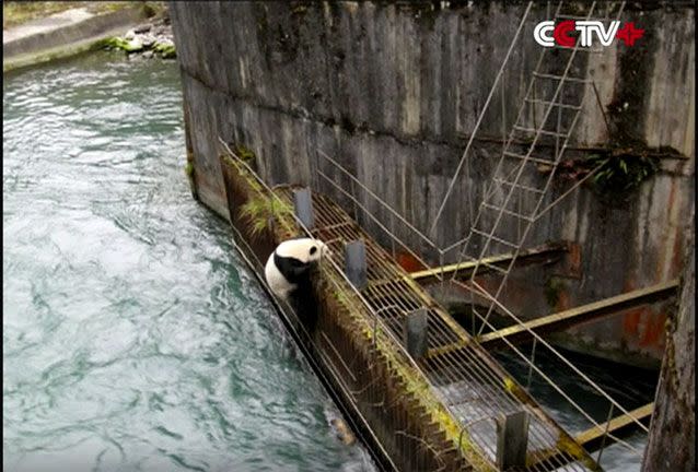 The panda was trapped for several hours. Source: CCTV