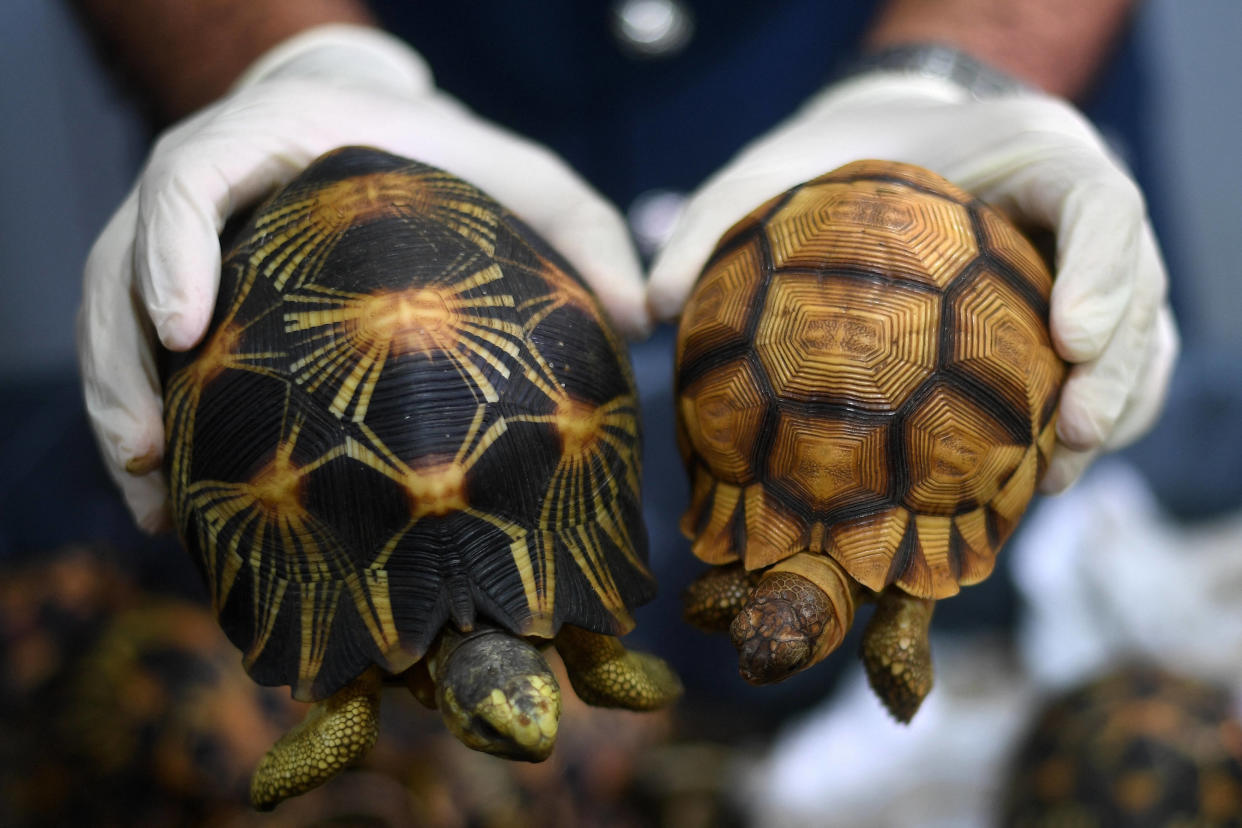 Les douanes malaisiennes ont déjoué une tentative d’introduction clandestine de centaines de tortues en voie de disparition. 