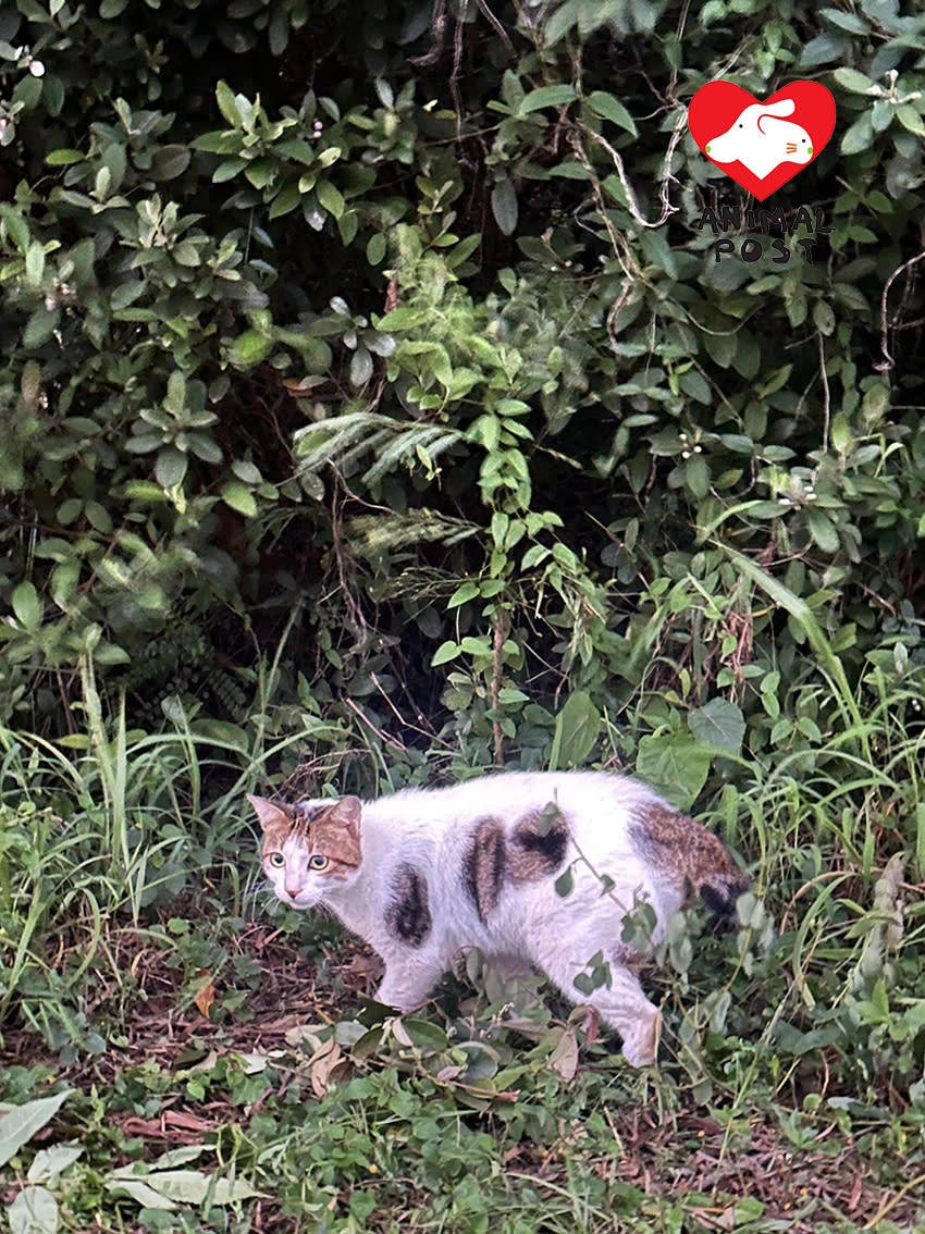 貓貓早前被人遺棄了在將軍澳狗公園，逗留了差不多一個月。