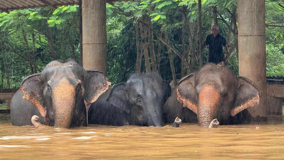 Rescue workers evacuate animals to higher ground at Elephant Nature Park after severe flooding caused the nearby river to overflow in Chiang Mai, Thailand. - Elephant Nature Park