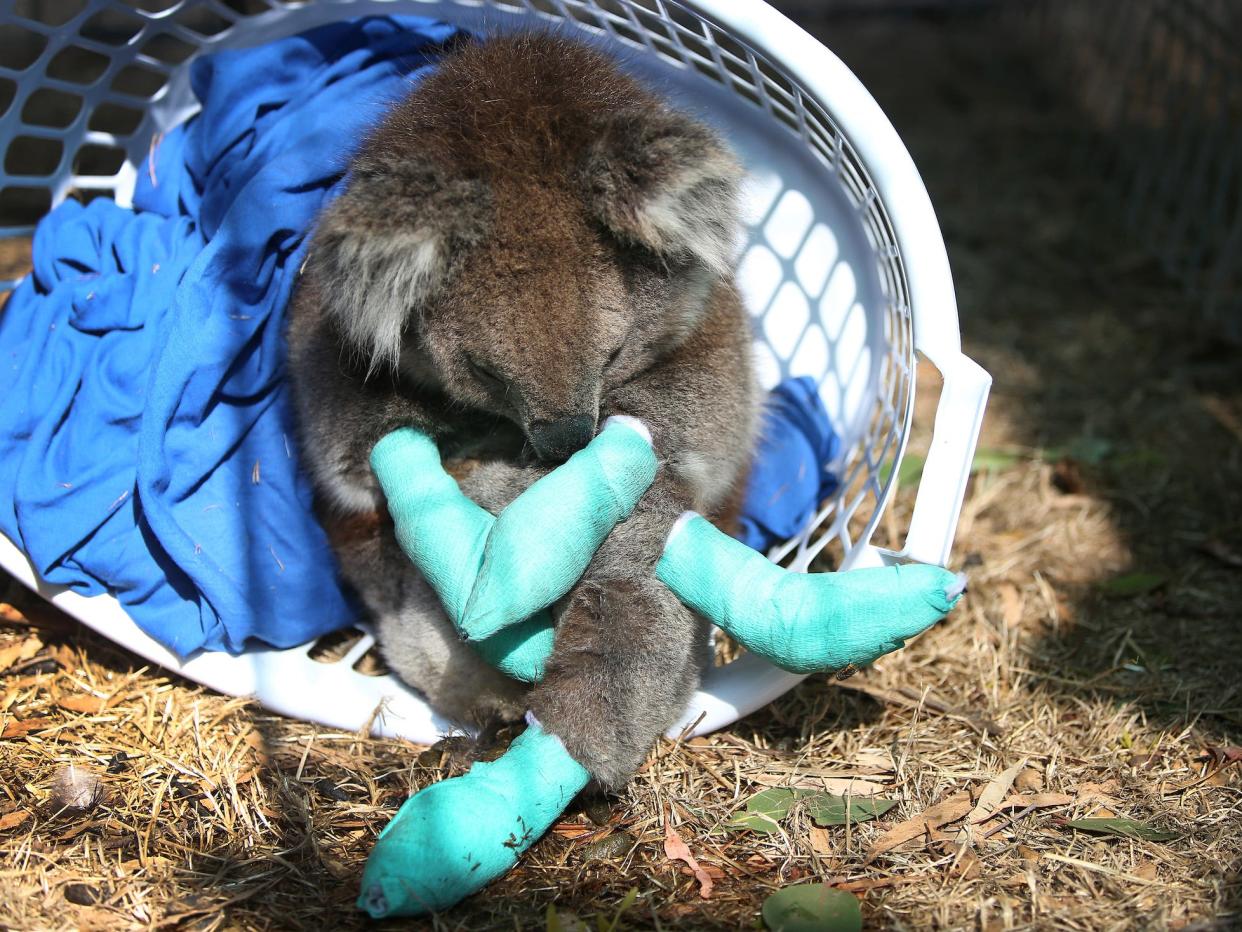 australia fires injured koala