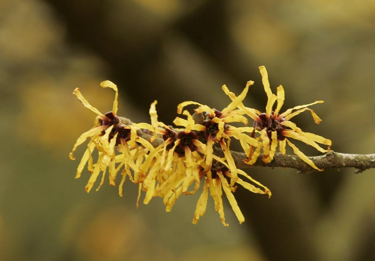 witch hazel