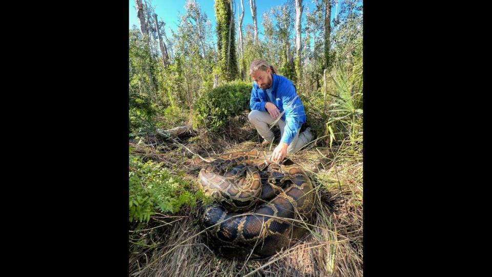 El biólogo de fauna salvaje Ian Easterling con una pitón birmana de 16 pies, capturada con ayuda del rastreo.