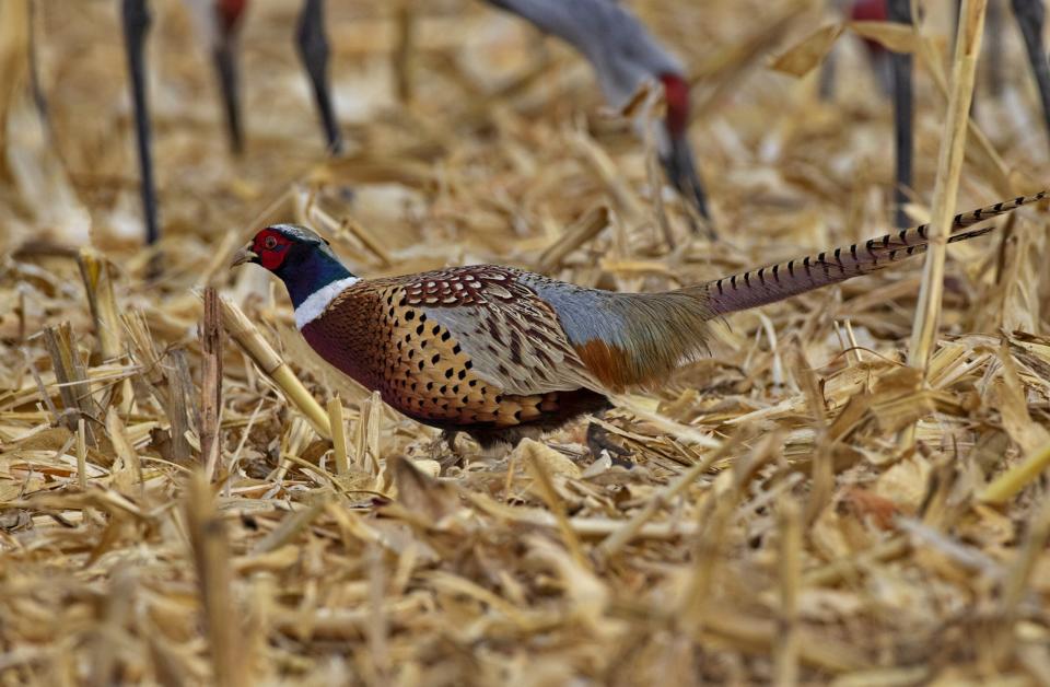 Ringneck pheasant in harvested, cut, winter cornfield background.