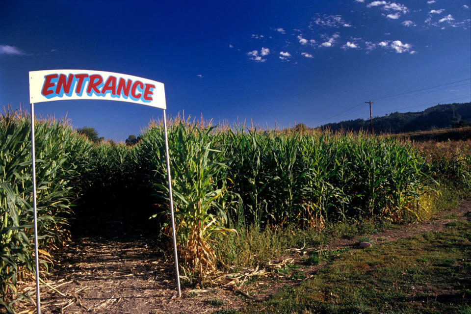 It's not fall until you've gotten lost in a corn maze.