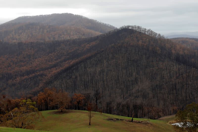 Burnt bushland is seen in Buchan, Victoria, Australia