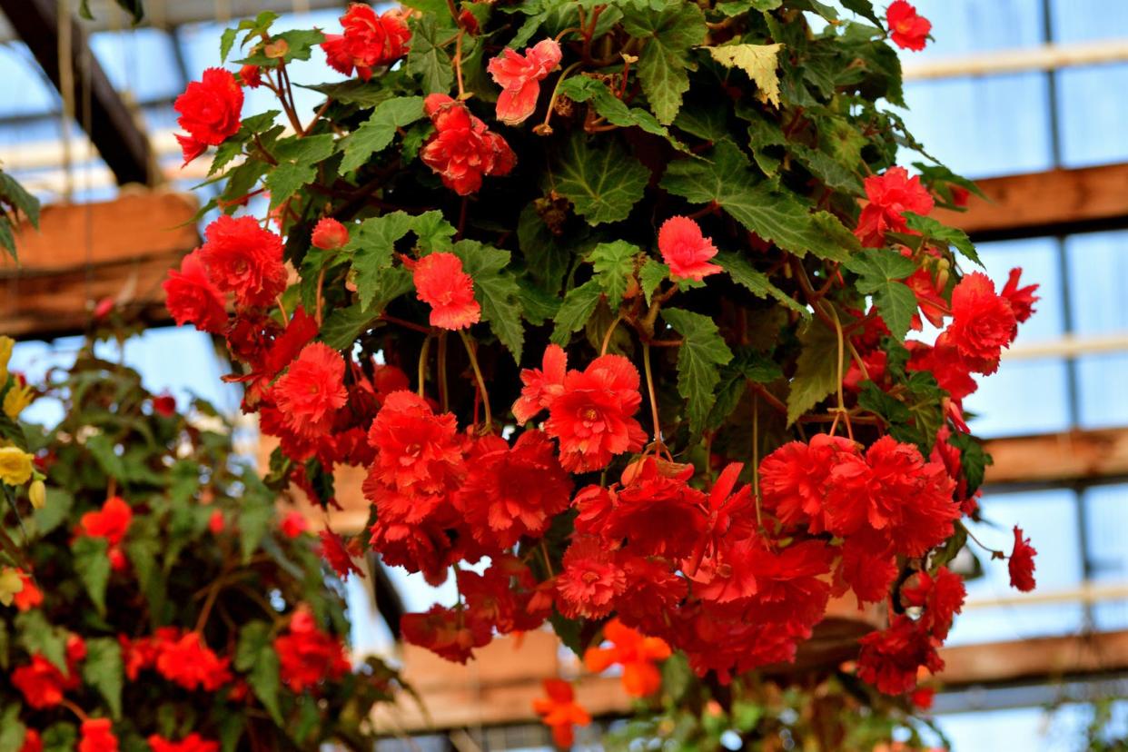 begonia tuberhybrida ideal hanging basket flowering plant