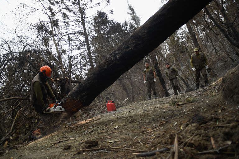 El jardín espera reabrir sus puertas al público en un par de semanas y tardará cinco años en recuperar el aspecto que tenía antes de los incendios forestales del 2 de febrero.

