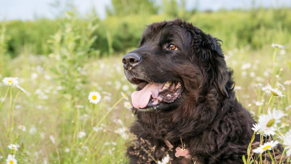 Newfoundland dog in field of flowers