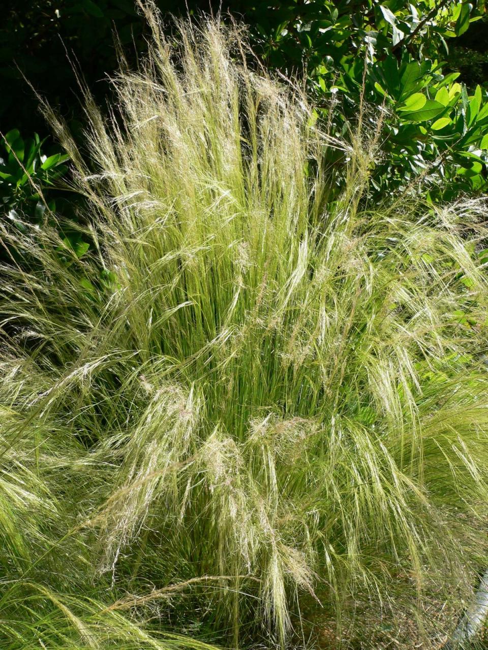 Mexican feather grass can bring softness to your garden (Stan Shebs)