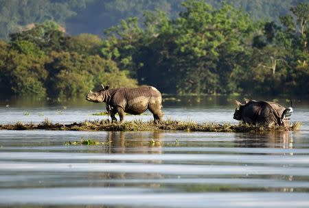 One-horned rhinoceroses are seen at the flooded Kaziranga National Park in Assam. REUTERS/Anuwar Hazarika