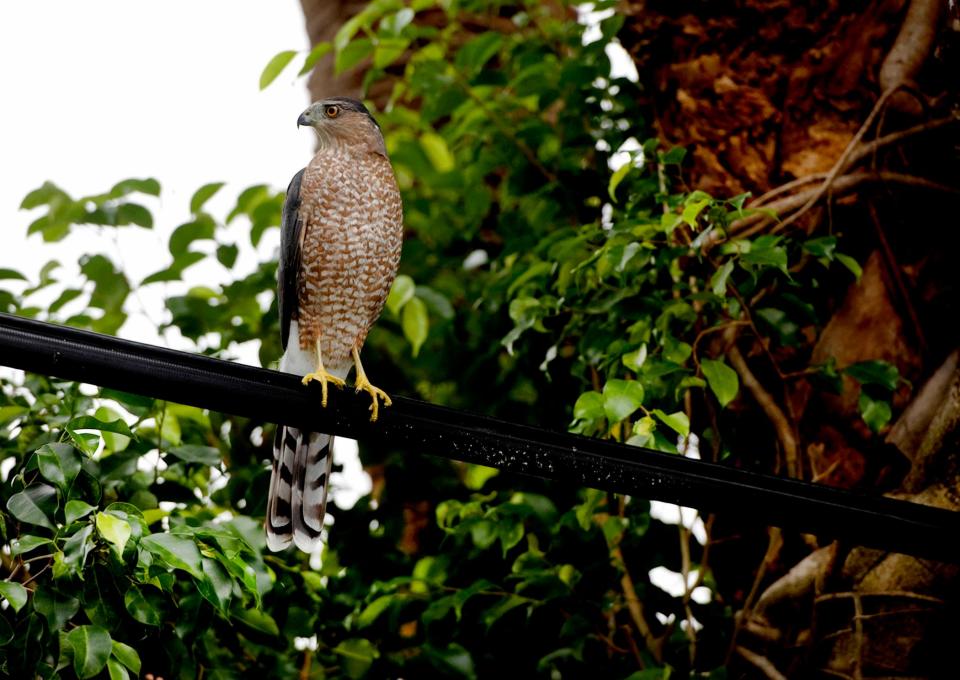 A Cooper's Hawk perches on a utility line in Palm Beach, Fla., on Sept. 29, 2023. The North American raptor eats small animals, birds and fish.